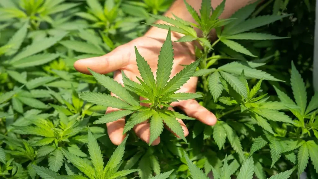 How to Find the Best Hemp Online Store